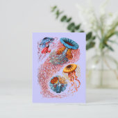 Discomedusae Postkarte (Stehend Vorderseite)