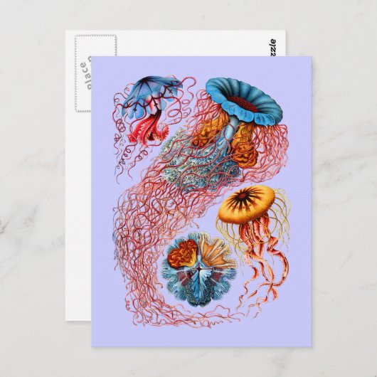 Discomedusae Postkarte (Vorne/Hinten)