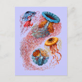 Discomedusae Postkarte (Vorderseite)