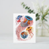 Discomedusae Postkarte (Stehend Vorderseite)