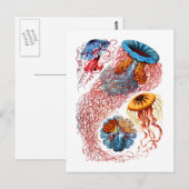 Discomedusae Postkarte (Vorne/Hinten)