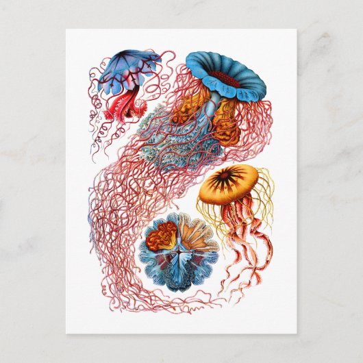 Discomedusae Postkarte (Vorderseite)