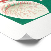 Discomedusae-Schweibenquallen Poster (Ecke)