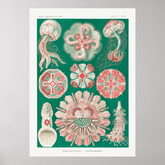 Discomedusae-Schweibenquallen Poster (Vorne)