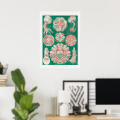 Discomedusae-Schweibenquallen Poster (Heimbüro)