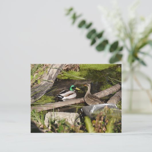 Discovery Park Ducks Postkarte (Stehend Vorderseite)