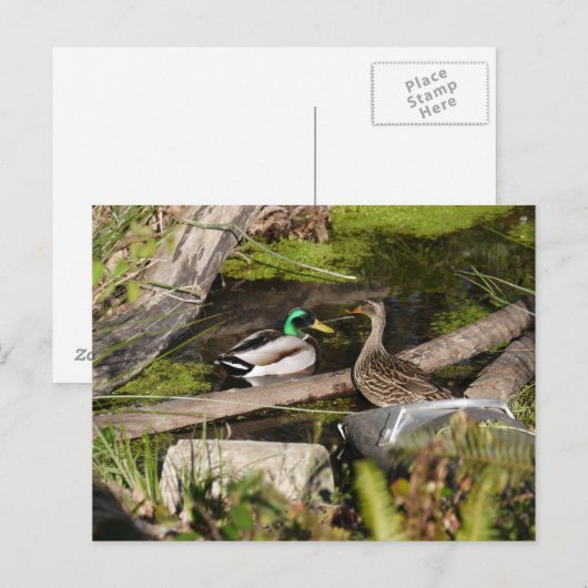 Discovery Park Ducks Postkarte (Vorne/Hinten)