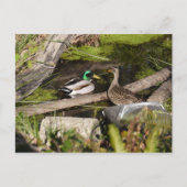 Discovery Park Ducks Postkarte (Vorderseite)