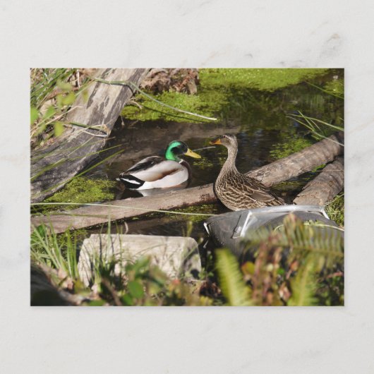 Discovery Park Ducks Postkarte (Vorderseite)