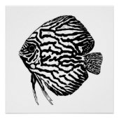 Discus fish print / poster (Vorderseite)