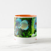Discus fish zweifarbige tasse (Mittel)