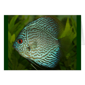 Discus - Symphysodon aequifasciata