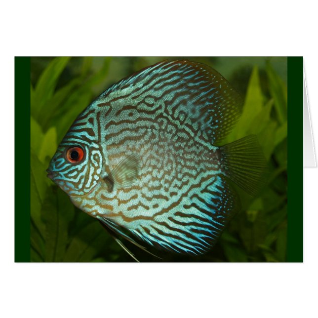 Discus - Symphysodon aequifasciata (Vorderseite (Horizontal))