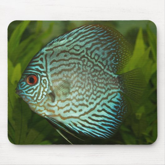 Discus - Symphysodon aequifasciata Mousepad (Vorne)