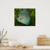 Discus - Symphysodon aequifasciata Poster (Küche)