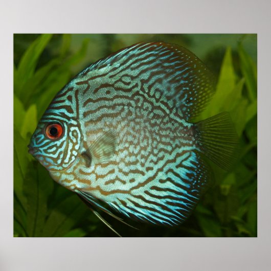Discus - Symphysodon aequifasciata Poster (Vorne)