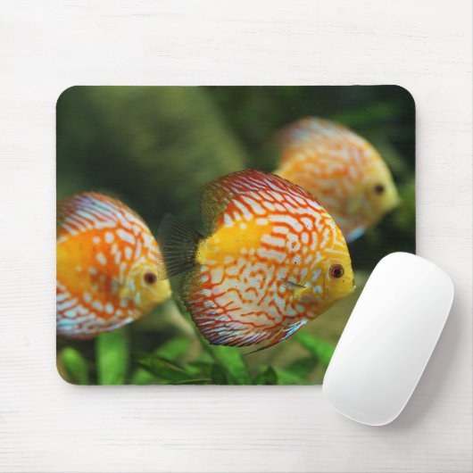 Diskefische, Aquarium, Süßwasser Mousepad (Mit Mouse)