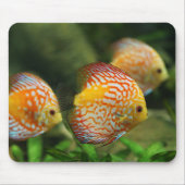 Diskefische, Aquarium, Süßwasser Mousepad (Vorne)