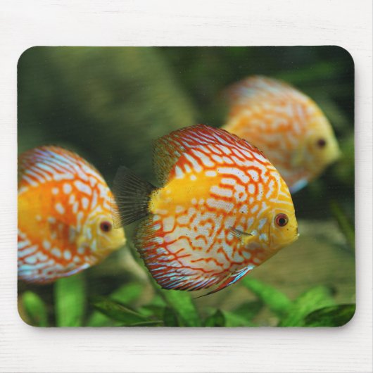 Diskefische, Aquarium, Süßwasser Mousepad (Vorne)