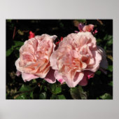 Distant Drums Shrub Rose 142 Poster (Vorne)