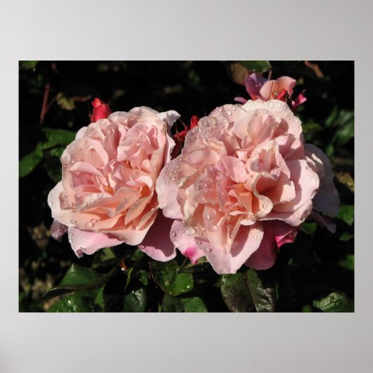 Distant Drums Shrub Rose 142 Poster (Vorne)