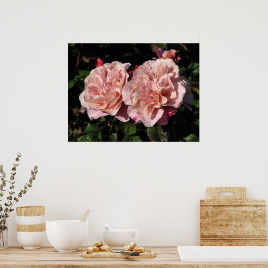 Distant Drums Shrub Rose 142 Poster (Küche)