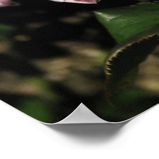 Distant Drums Shrub Rose 142 Poster (Ecke)