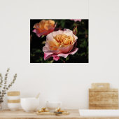 Distant Drums Shrub Rose 143 Poster (Küche)