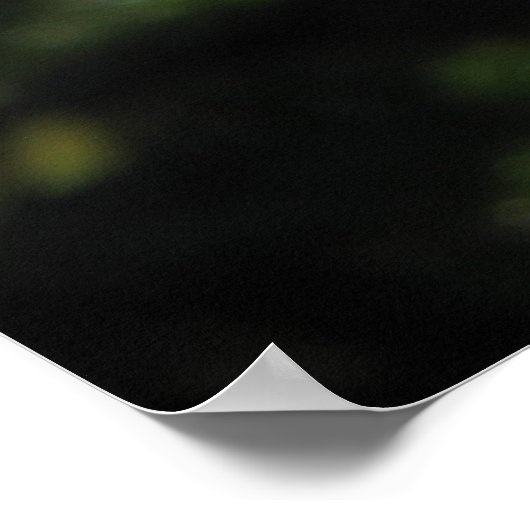 Distant Drums Shrub Rose 143 Poster (Ecke)