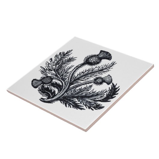 Distel Fliese (Seite)