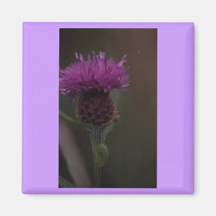 Distel Magnet