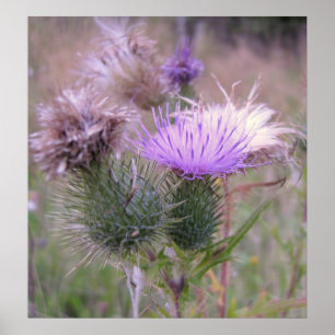 Distel-Plakat Poster