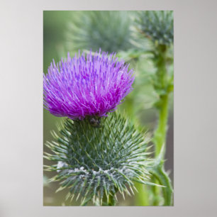 Distel Poster