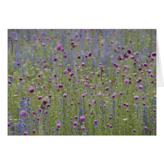 Distel u. lila Streit-wilde Blumen