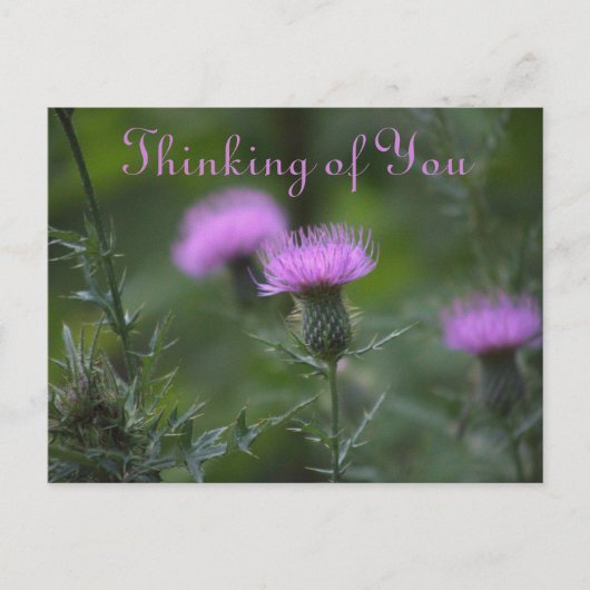 Distelblüten In Gedanken an Sie Postkarte (Vorderseite)