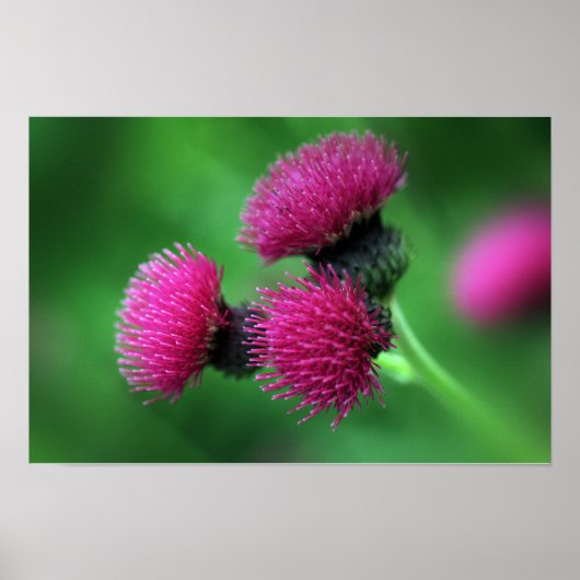 Distelblüten Poster (Vorne)
