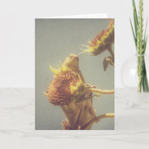 Distelfink und Sonnenblume Retro-Fotografie Karte
