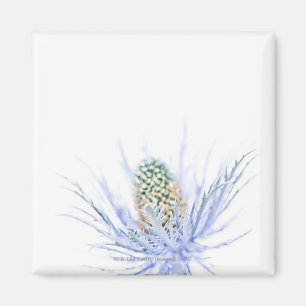 Distelkopf in nahem hohem magnet