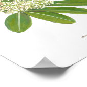 Dita (Alstonia scholaris) Ph Forest Blooms Poster (Ecke)