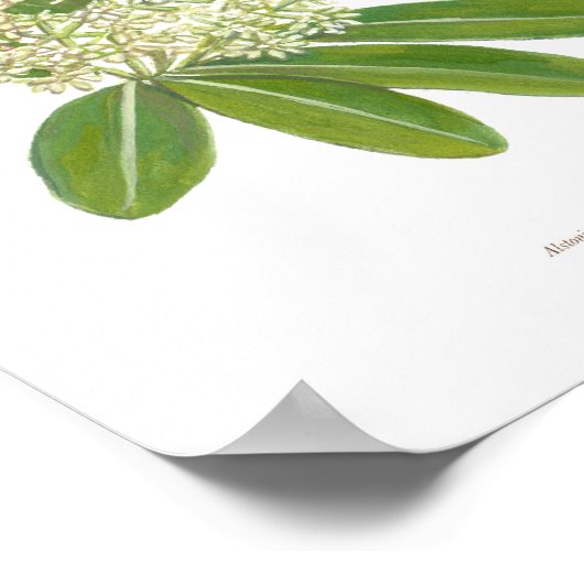 Dita (Alstonia scholaris) Ph Forest Blooms Poster (Ecke)