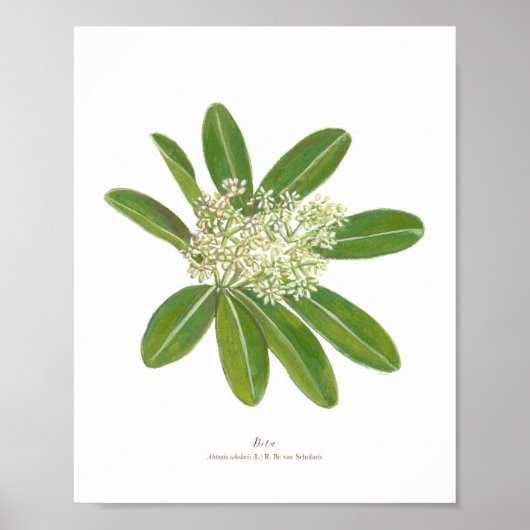 Dita (Alstonia scholaris) Ph Forest Blooms Poster (Vorne)