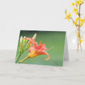 Ditch Lily Karte (Gelbe Blume)