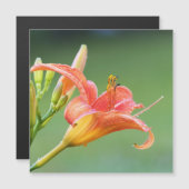 Ditch Lily Magnetkarte (Vorne/Hinten)