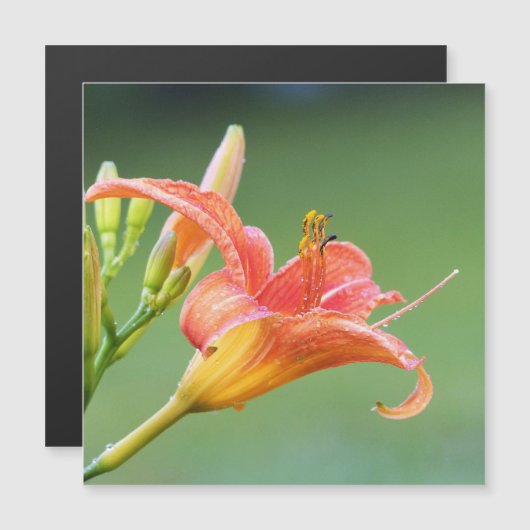 Ditch Lily Magnetkarte (Vorne/Hinten)