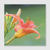 Ditch Lily Magnetkarte (Vorderseite)