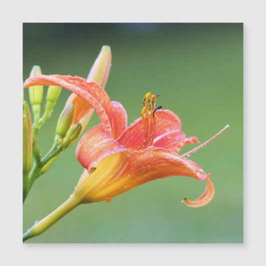 Ditch Lily Magnetkarte (Vorderseite)