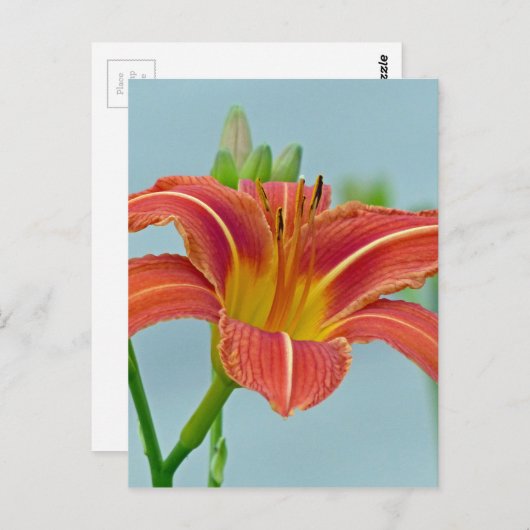 Ditch Lily Postkarte (Vorne/Hinten)