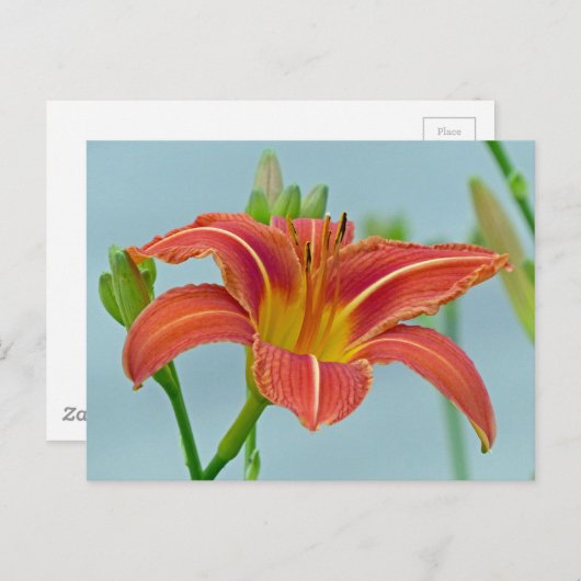 Ditch Lily Postkarte (Vorne/Hinten)