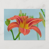 Ditch Lily Postkarte (Vorderseite)