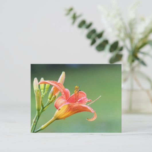 Ditch Lily Postkarte (Stehend Vorderseite)